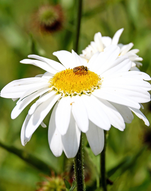Leucanthemum superbum `Crazy Daisy`